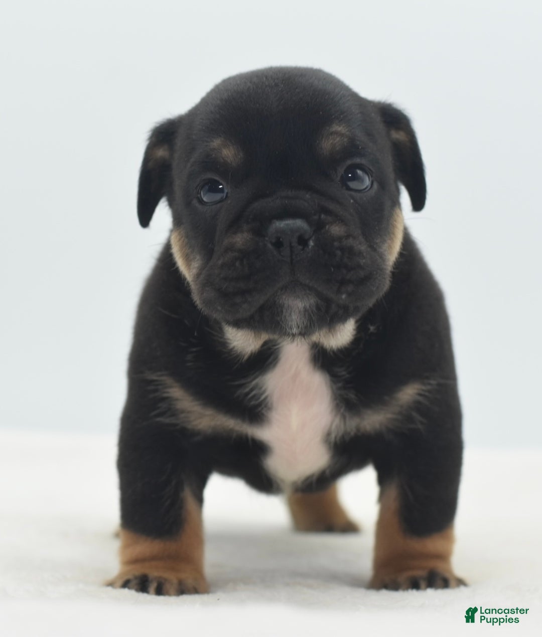 Mixed Breed dogs for sale: Knox tricolor bully puppy  - Ad 19