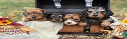 Miniature Dachshund dogs for sale: Red dapple - Ad 2