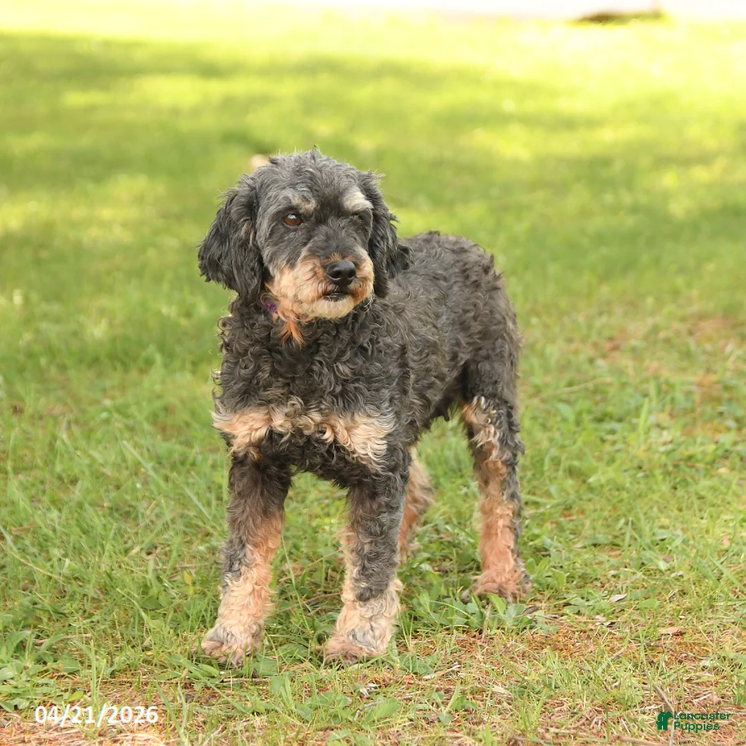 Miniature Poodle dogs for sale: Carli - Ad 3