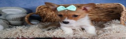 Welsh Corgi Pembroke dogs for sale: Maggie - Ad 7
