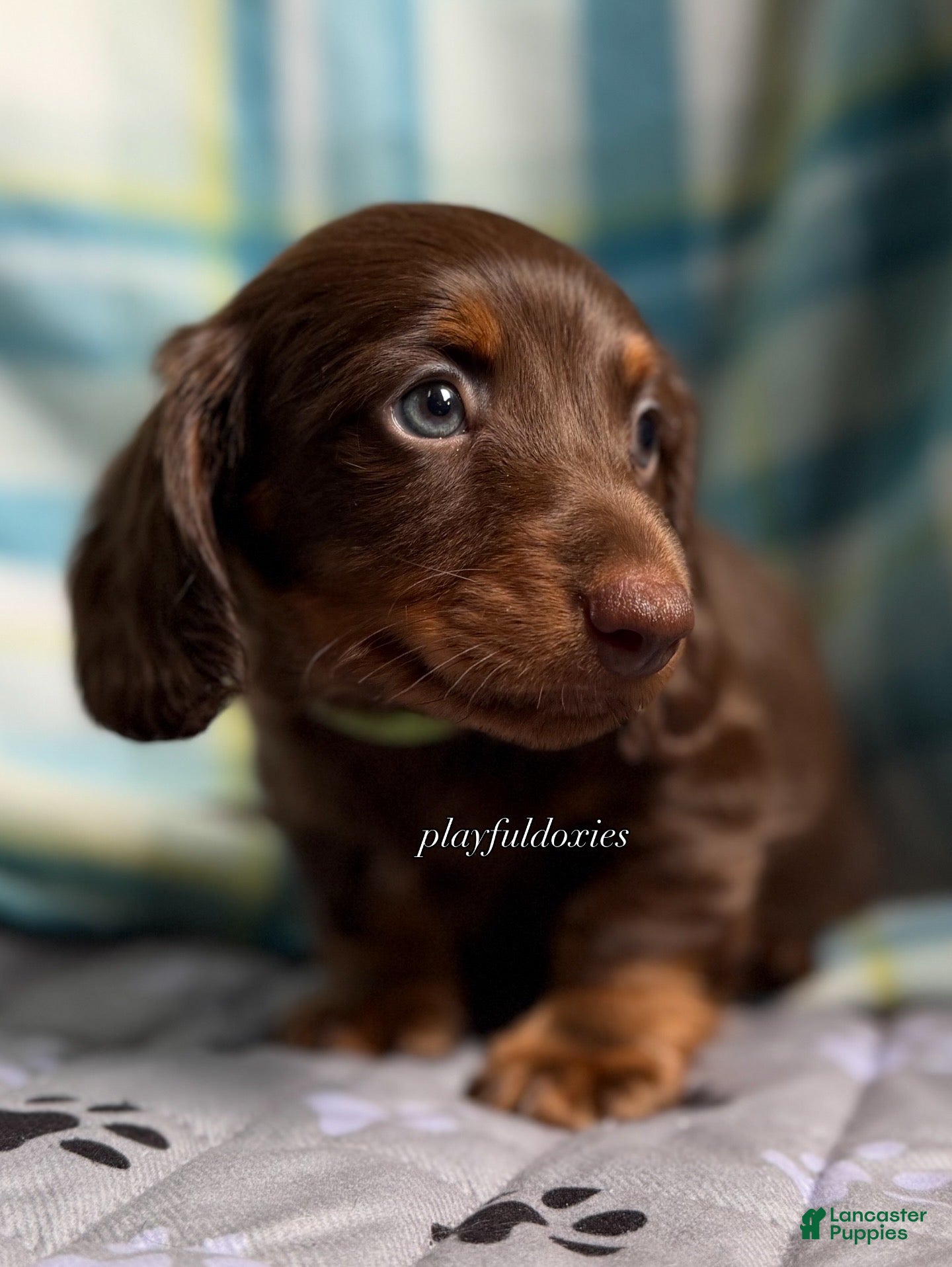 Miniature Dachshund dogs Green Collar Miniature Dachshund Male Chocolate and Tan Long Haired - Ad 1
