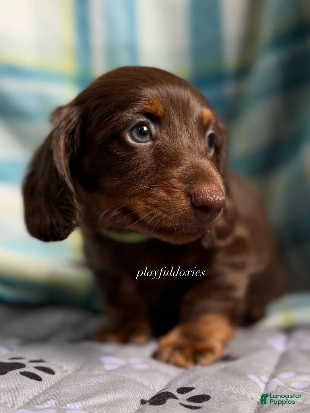 Miniature Dachshund dogs for sale: Green Collar Miniature Dachshund Male Chocolate and Tan Long Haired - Ad 1
