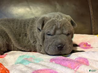 Shar Pei dogs Sylvia - Ad 4