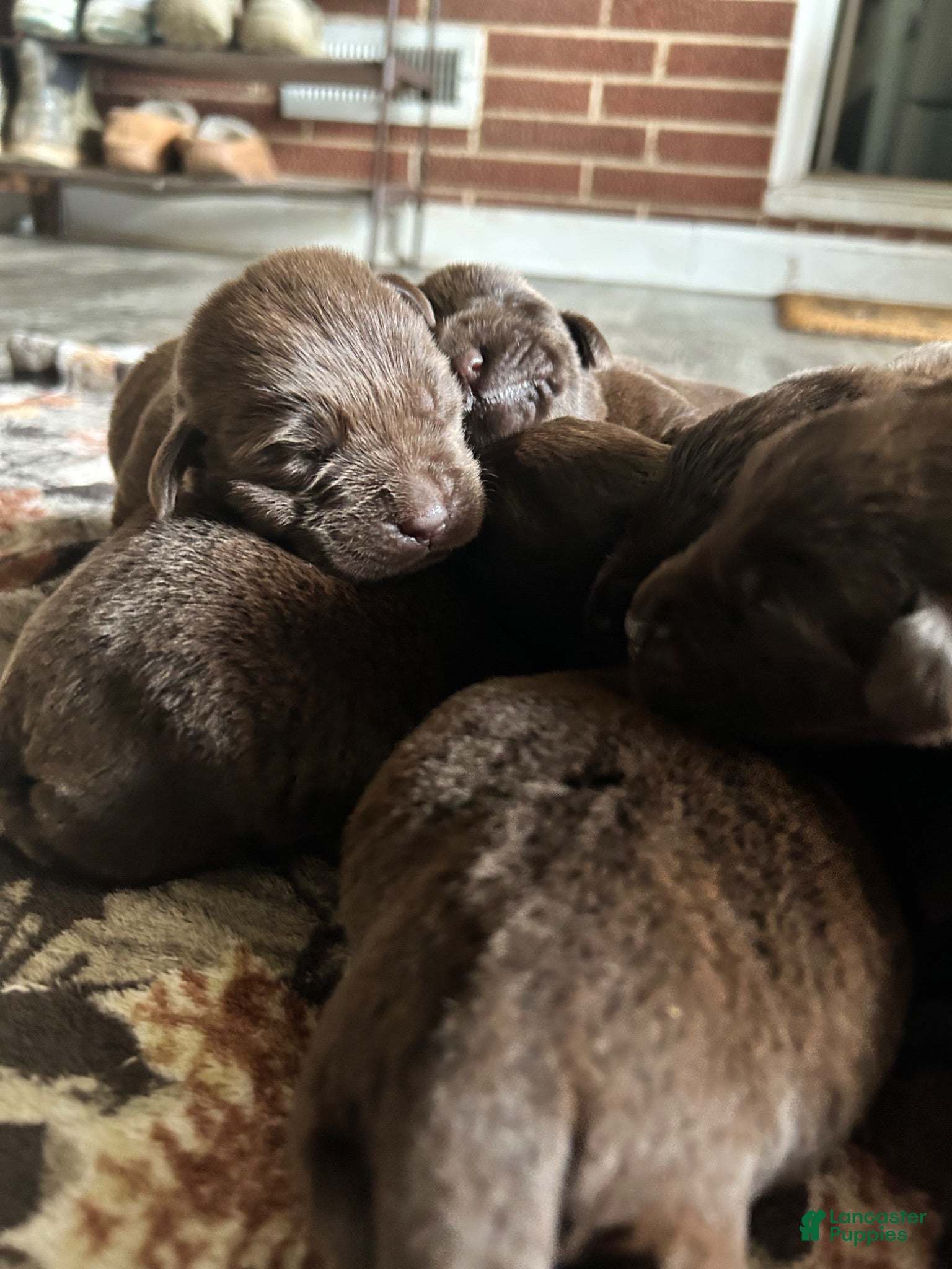 Labrador Retriever dogs Labrador Retriever 1 - Ad 38