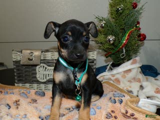 Miniature Pinscher dogs Miniature Pinscher Puppy 3 layla - Ad 39