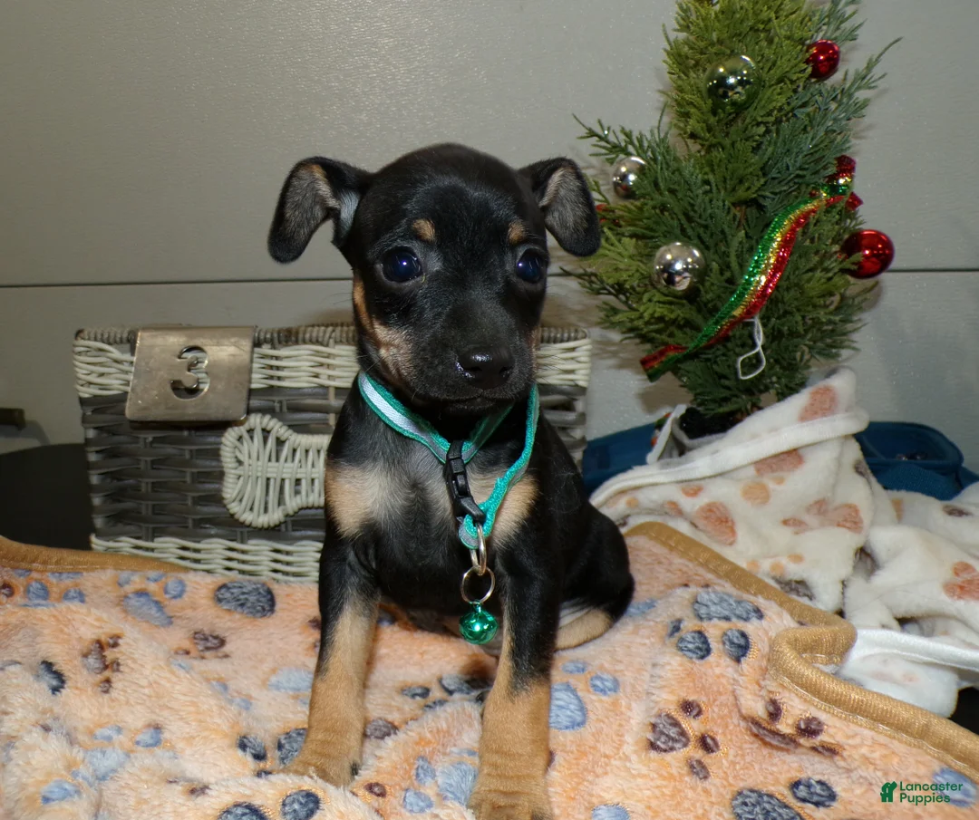 Miniature Pinscher dogs for sale: Miniature Pinscher Puppy 3 layla - Ad 1
