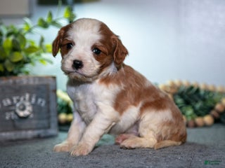 Cavapoo dogs Janie - Ad 18
