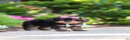 Cavapoo dogs for sale: Millie - Ad 9