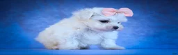 Maltese dogs for sale: Melodie 💕  - Ad 7