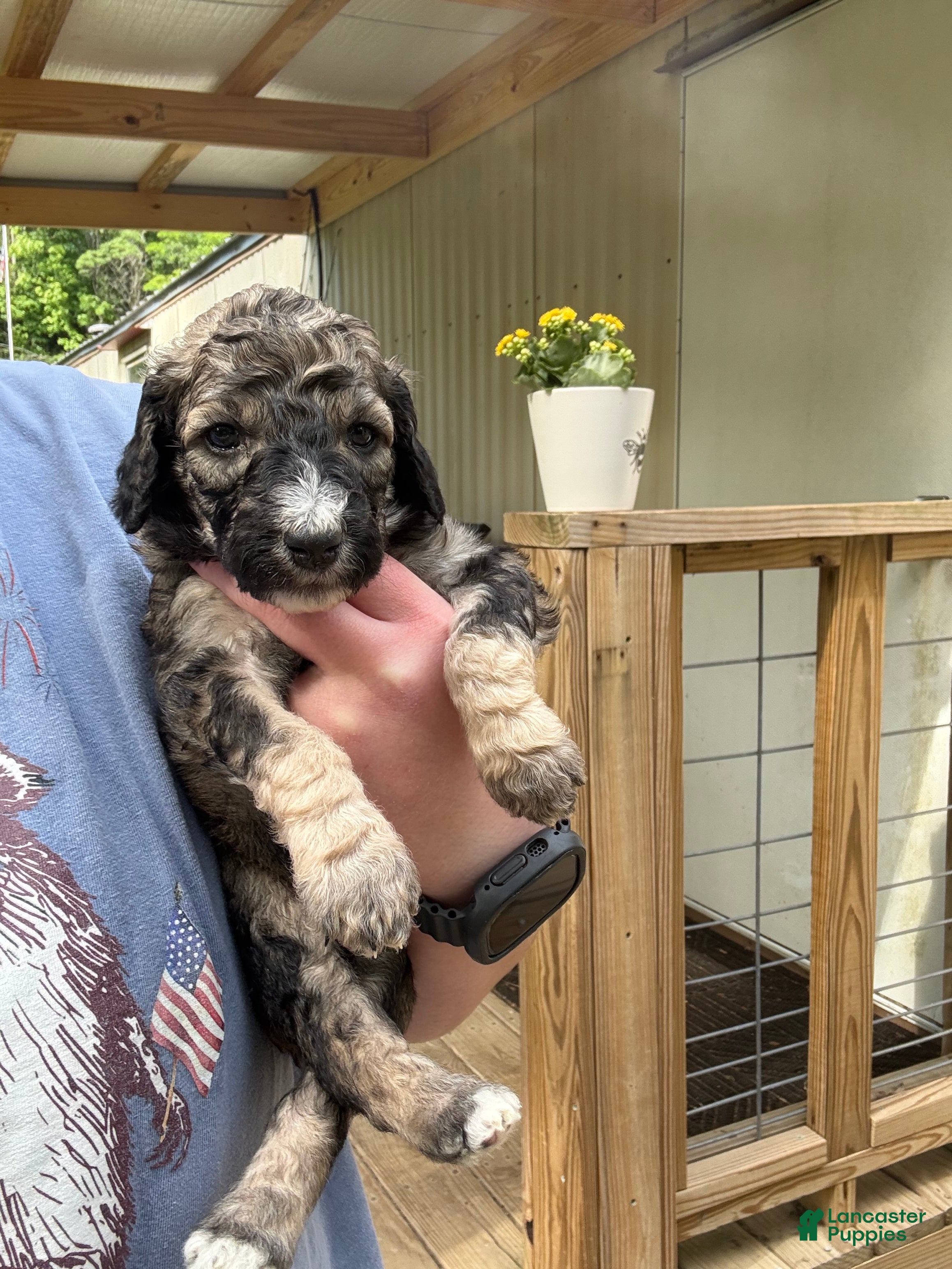 Standard Poodle dogs Standard Poodle Puppy 4 - Ad 23