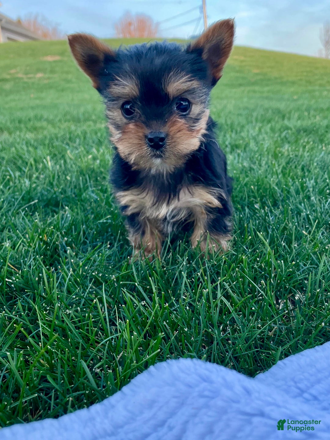 Yorkshire Terrier dogs for sale: Jingle - Ad 5
