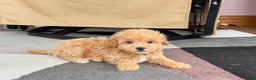Maltipoo dogs for sale: Maltipoo female 1 - Ad 5