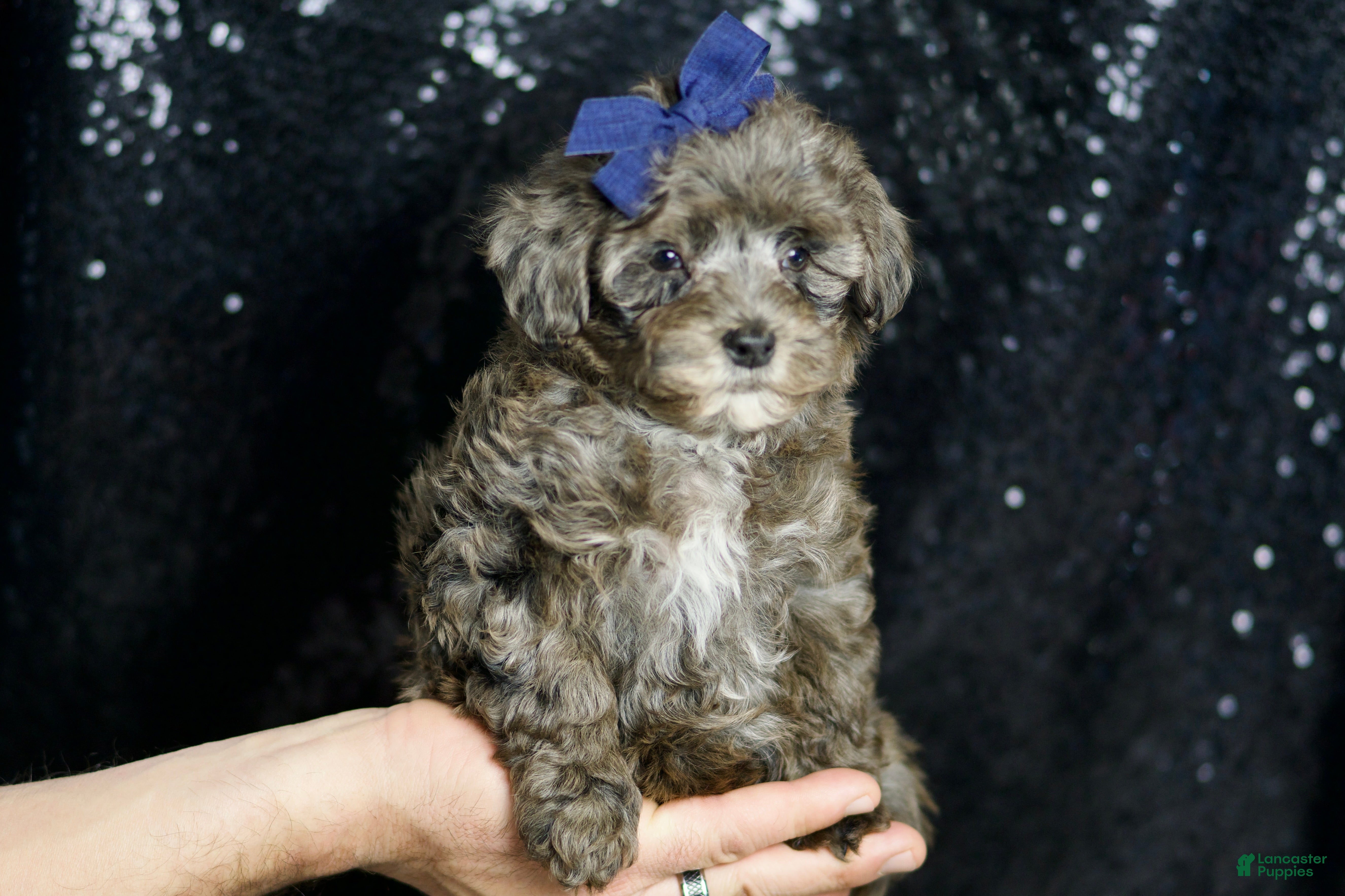 Maltipoo dogs Prince - Ad 3