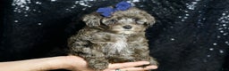 Maltipoo dogs for sale: Prince - Ad 1