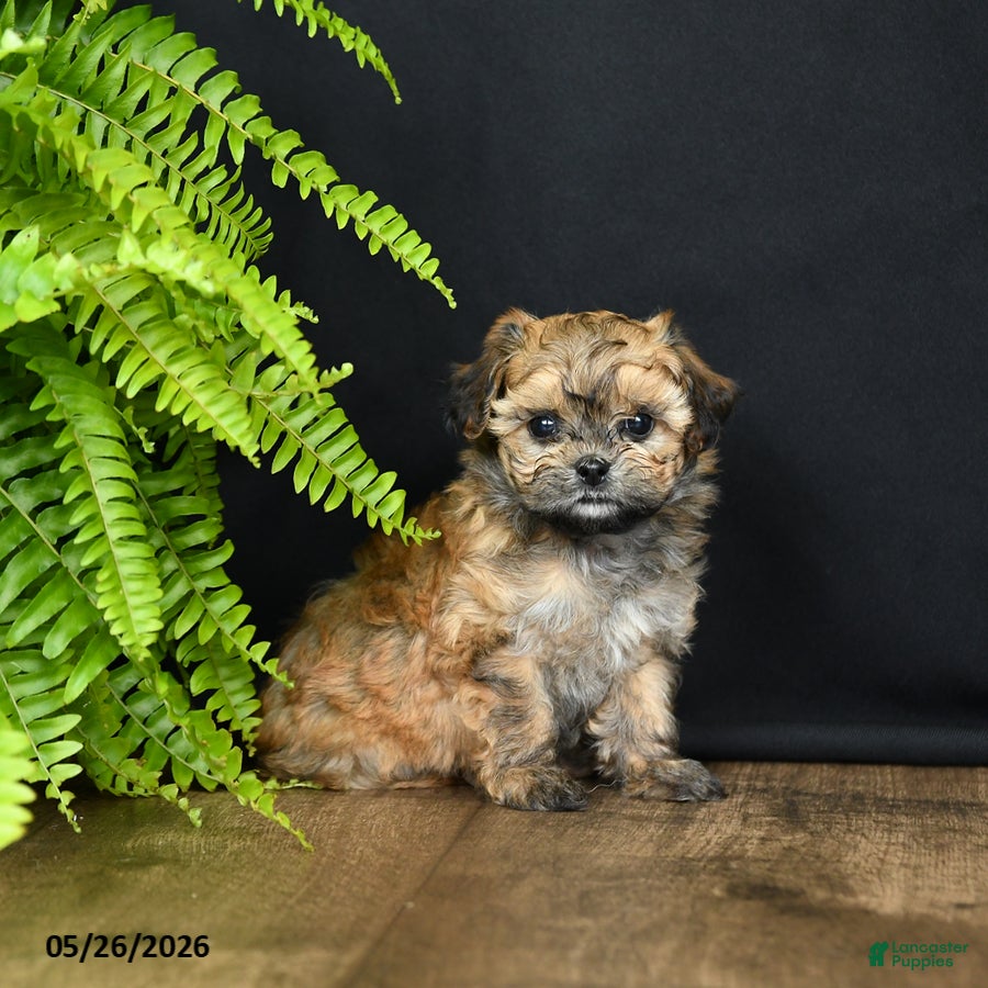 Mixed Breed dogs Marie   - Ad 2