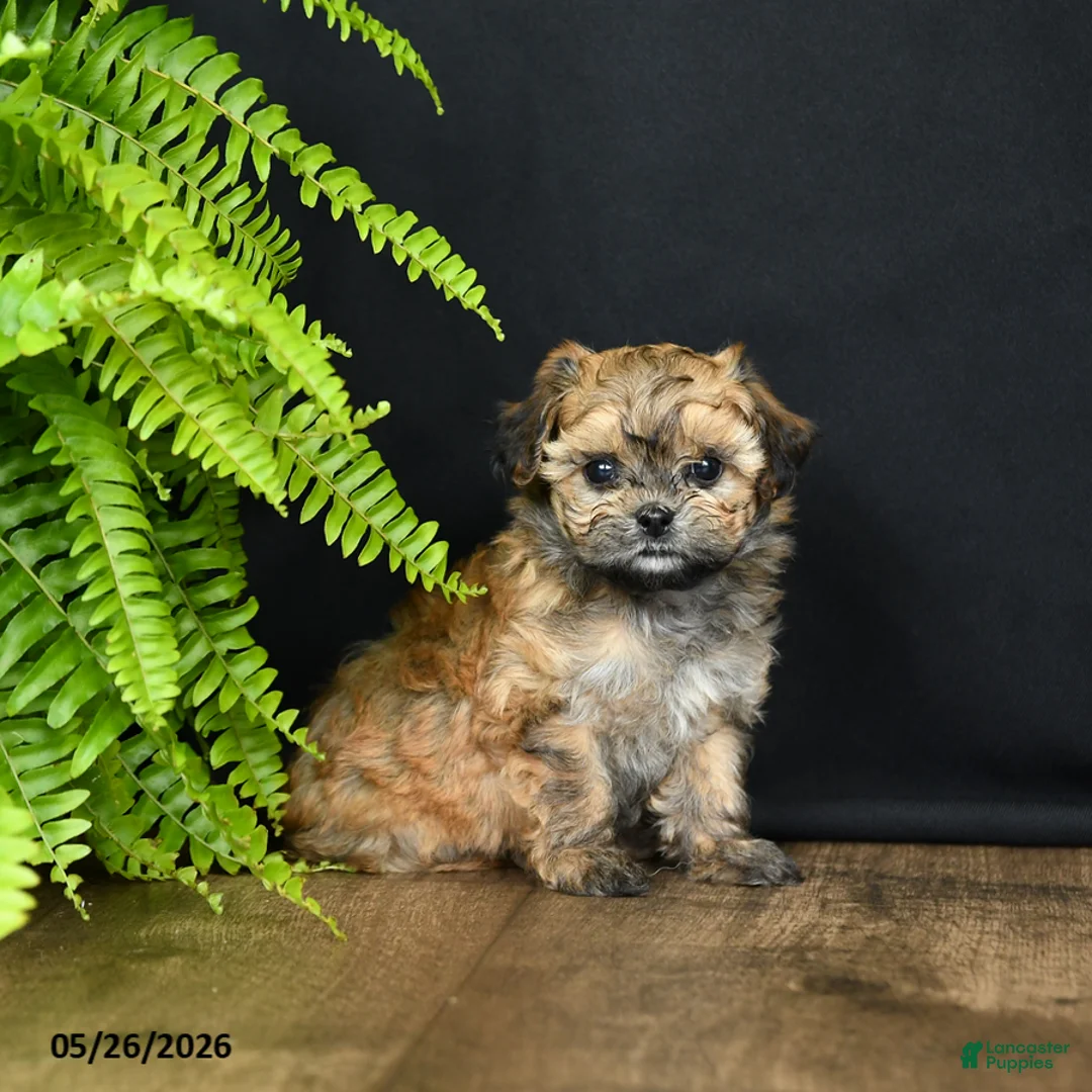 Mixed Breed dogs for sale: Marie   - Ad 2