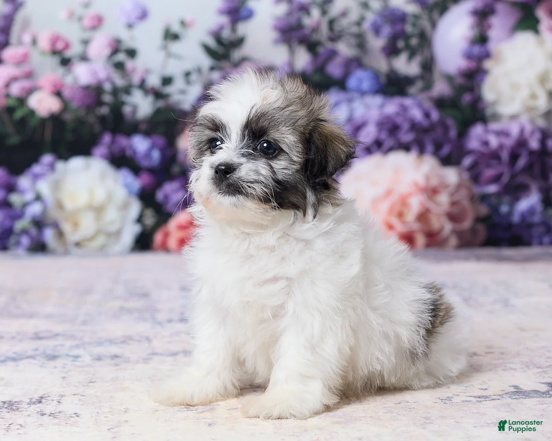 Teddy Bear dogs for sale: Pansy - Ad 2