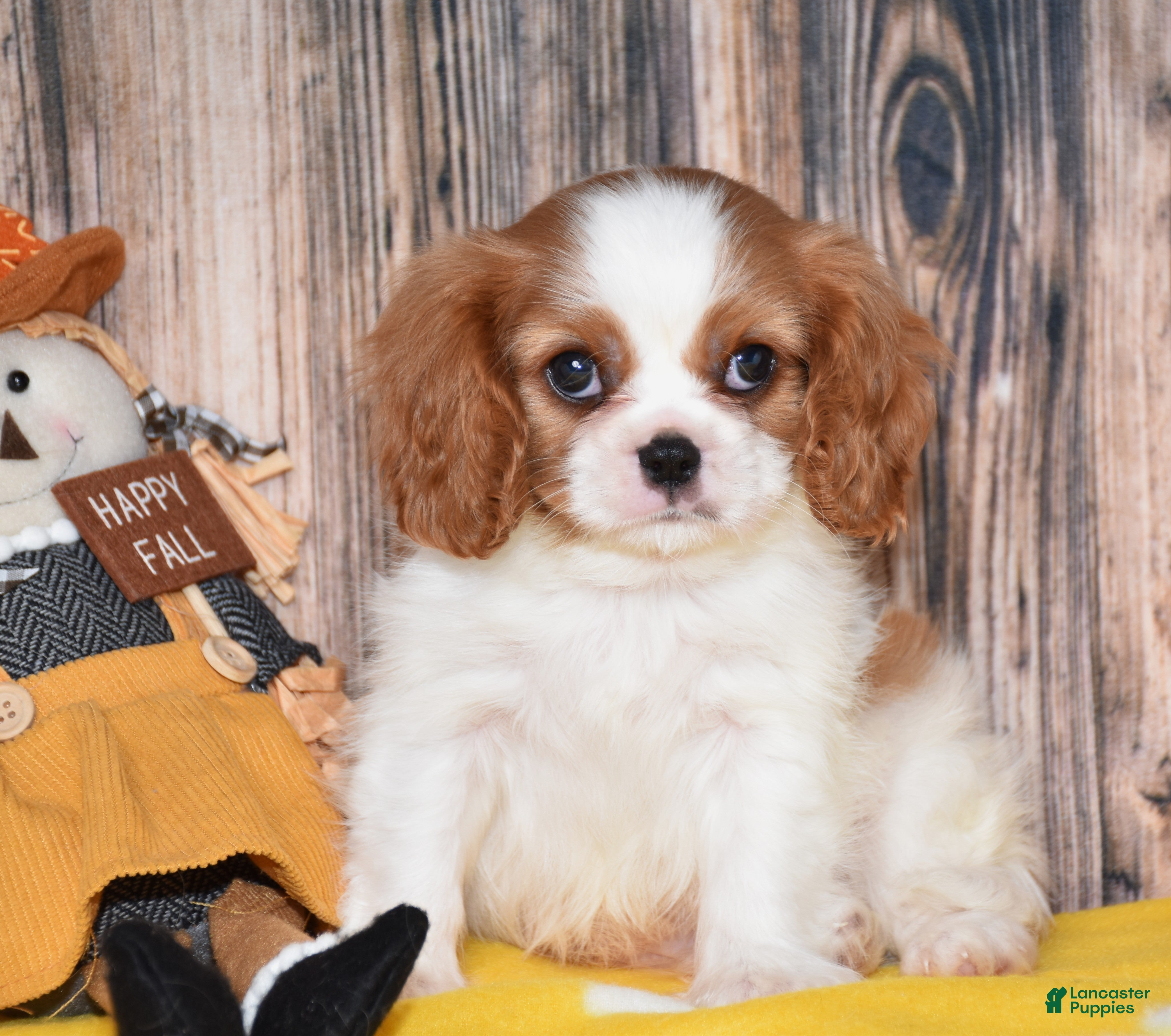 Cavalier King Charles Spaniel dogs for sale: Gunner - Ad 1