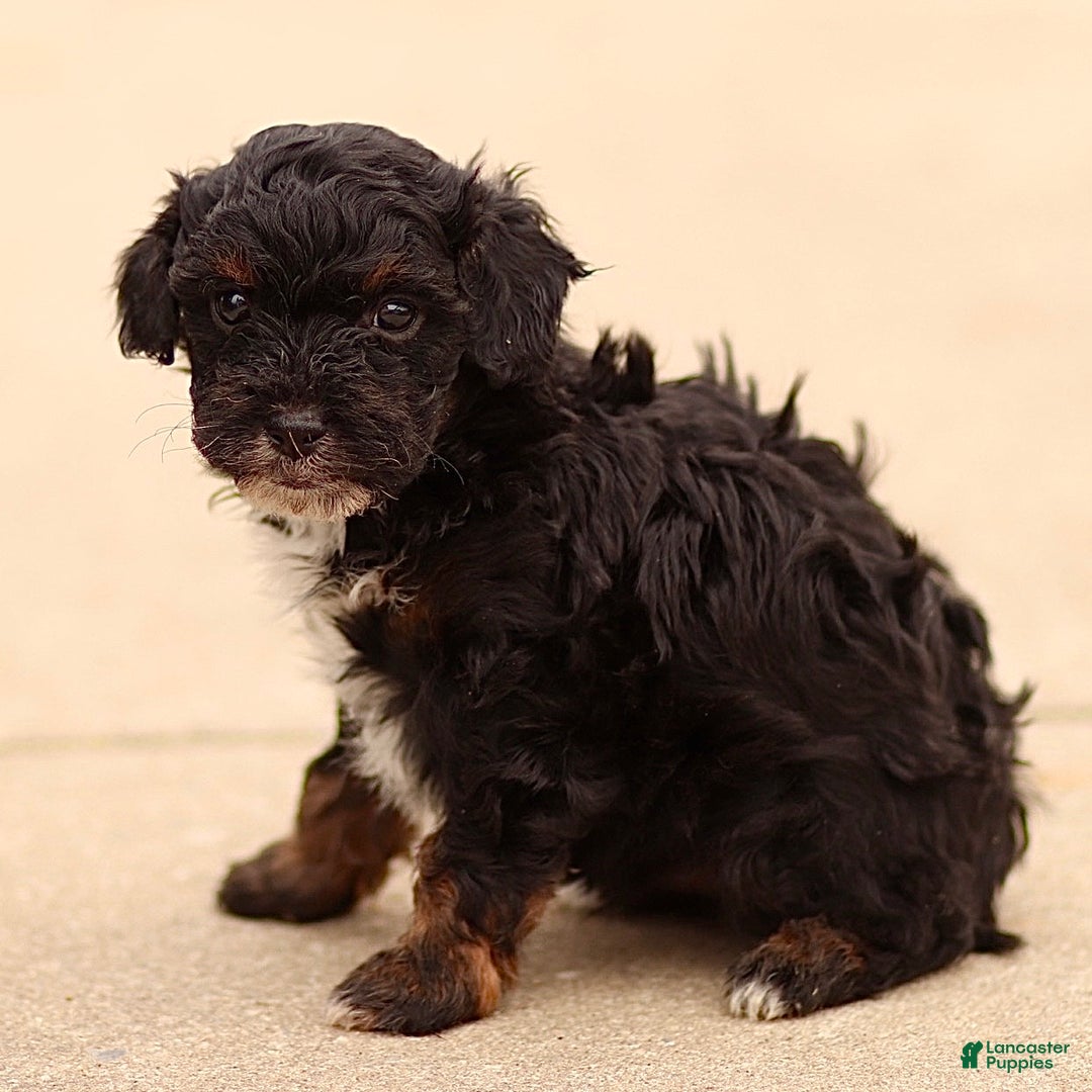 Cavapoo dogs for sale: Duke - Ad 2