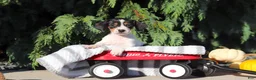 Dachshund dogs for sale: Bailey - Ad 3