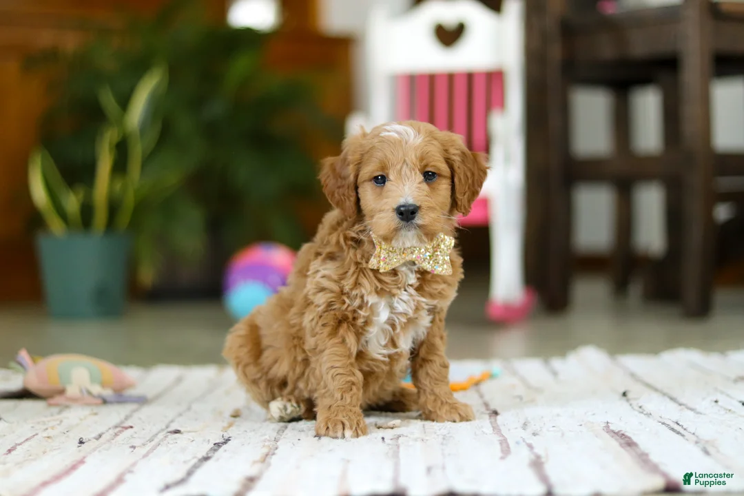 Mini Goldendoodle dogs for sale: Monica - Ad 5