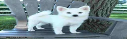 Pomsky dogs for sale: Alex - Ad 3
