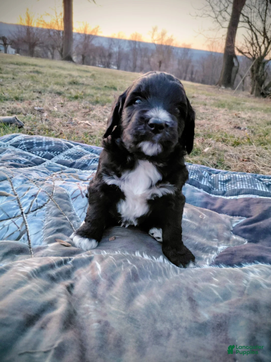 Mini Goldendoodle dogs for sale: Mini Goldendoodle Puppy BLAZE - Ad 2