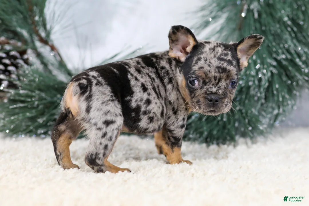 French Bulldog dogs for sale: Felix - Ad 4