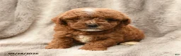 Miniature Poodle dogs for sale: Mason - Ad 5