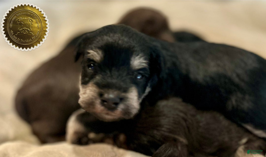 Miniature Schnauzer dogs for sale: ROSIE - Ad 20