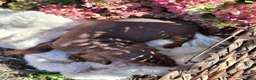 Miniature Dachshund dogs for sale: Cocoa - Ad 15