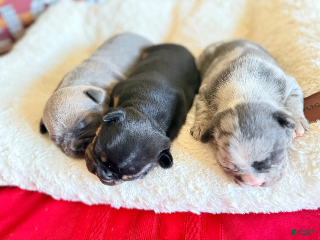 Frenchton dogs for sale: Frenchton Puppy 3 (walker) - Ad 14