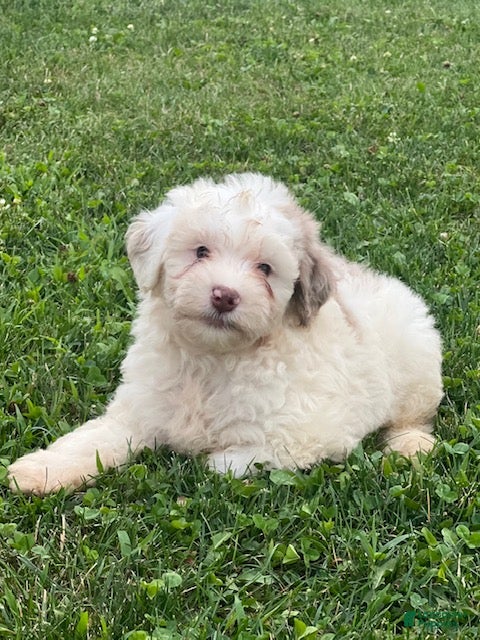 Aussiedoodle dogs Fizz Mini Aussiedoodle  - Ad 1