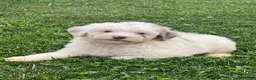 Mini Aussiedoodle dogs for sale: Fizz Mini Aussiedoodle  - Ad 6