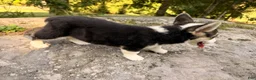 Welsh Corgi Pembroke dogs for sale: Kelsy - Ad 10