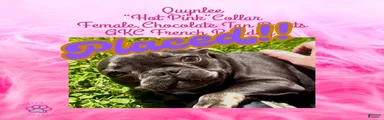 Quynlee “Hot Pink” Collar, Female