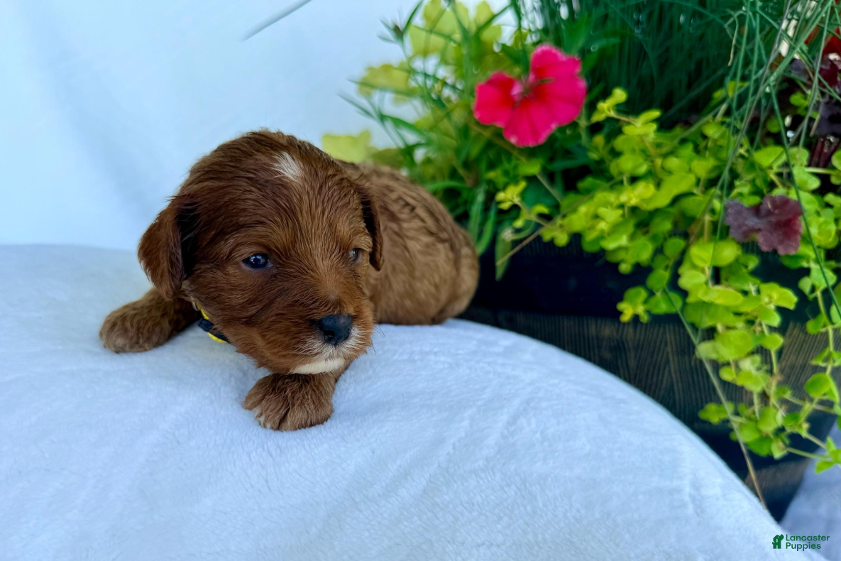Cavapoo dogs Ruby - Ad 1