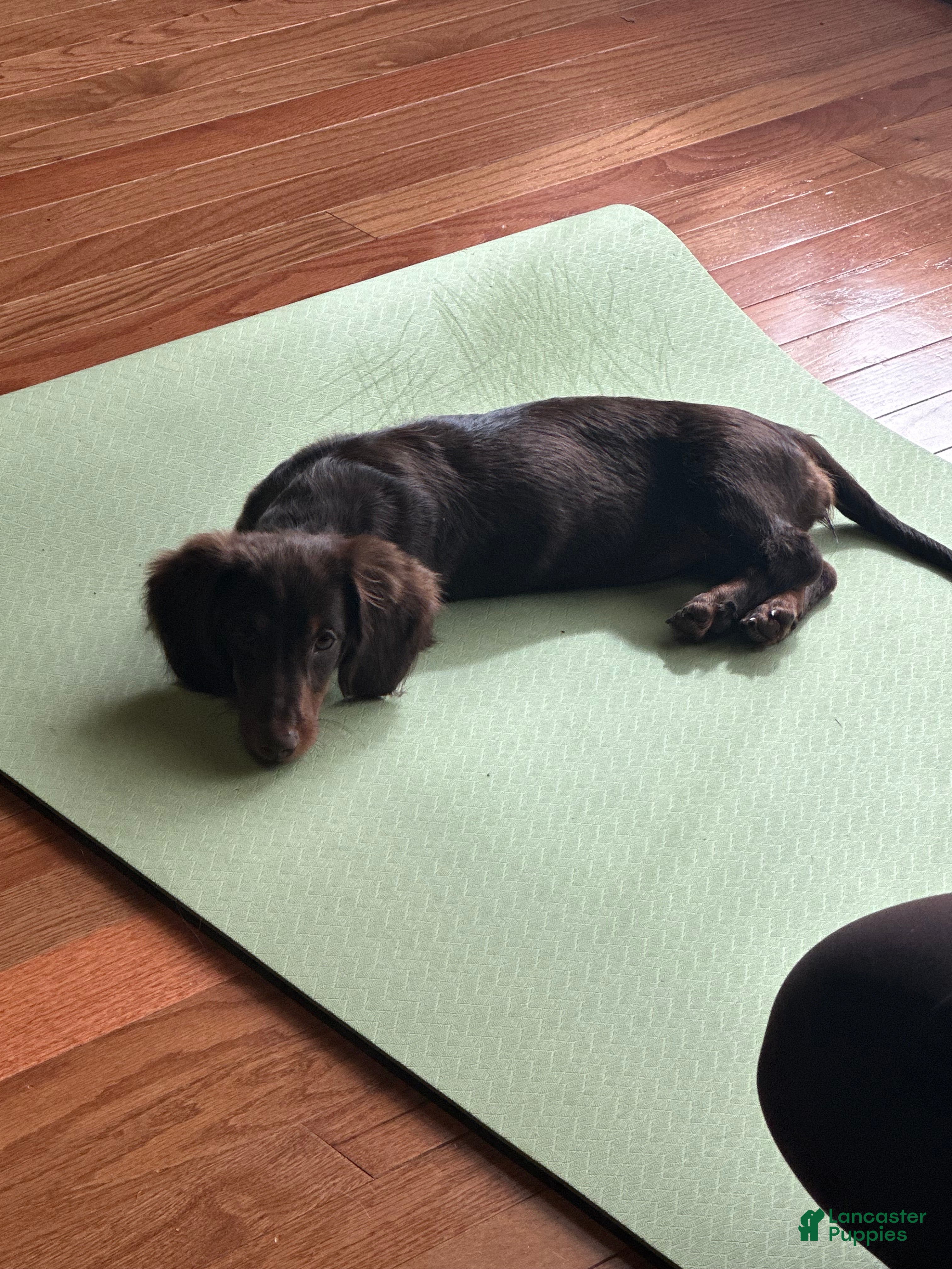 Miniature Dachshund dogs Miniature Dachshund 1 - Ad 1