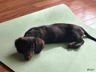Miniature Dachshund dogs Miniature Dachshund 1 - Ad 1