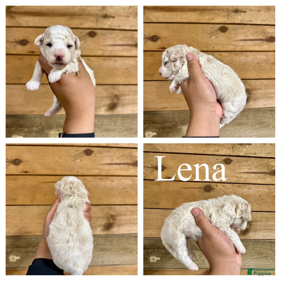 Mixed Breed dogs for sale: Lena - Micro Mini F1b - Ad 1