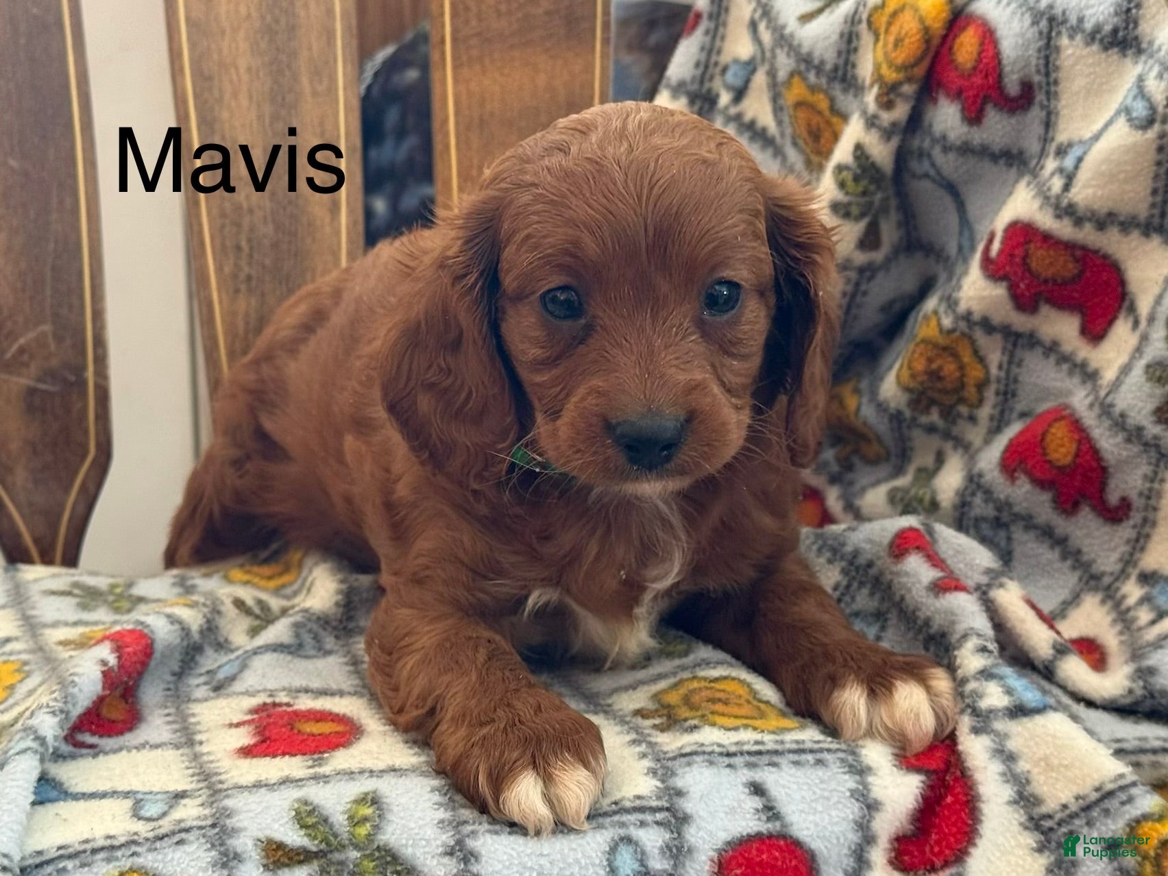 Cavapoo dogs mavis - Ad 1