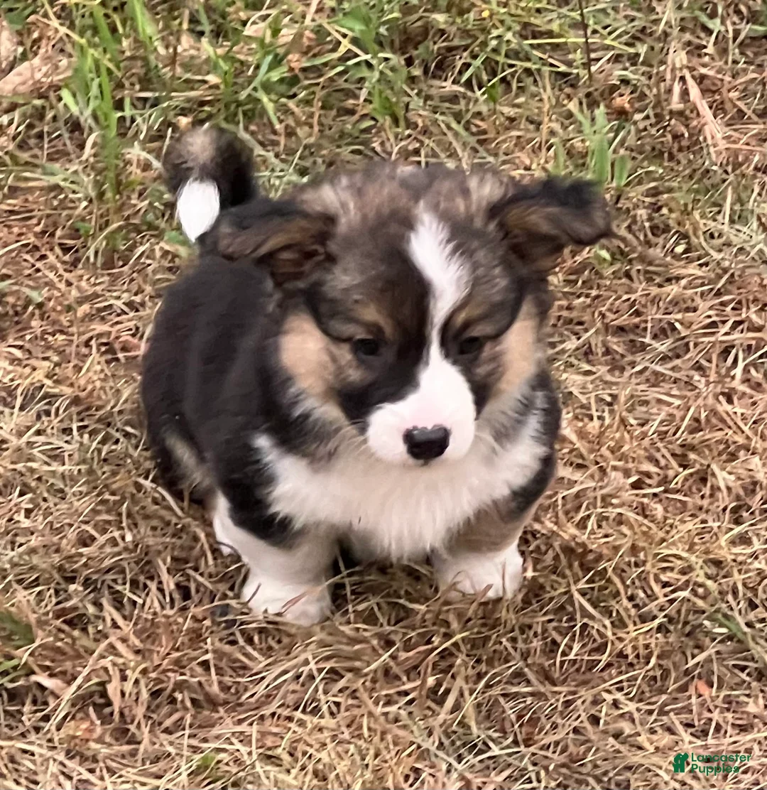 Mixed Breed dogs for sale: Lil Troy - Ad 2