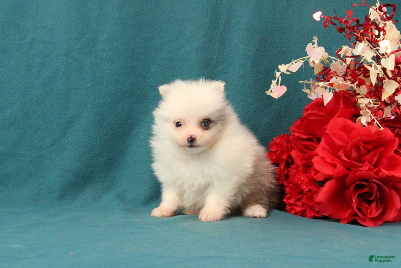 Pomeranian dogs Tyler - Ad 2