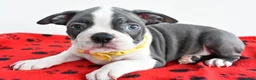 Boston Terrier dogs for sale: Ian - Ad 6
