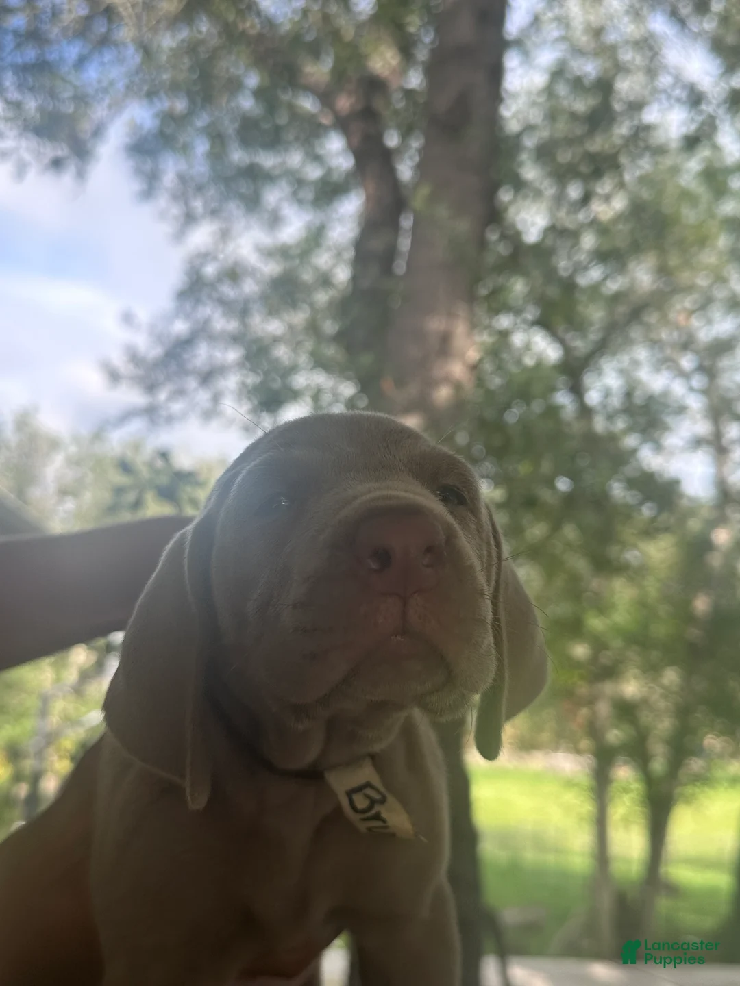 Weimaraner dogs for sale: Bruno - Ad 1