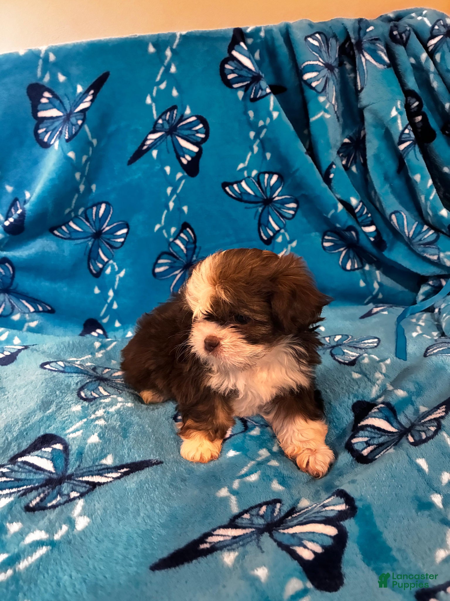 Shih Tzu dogs Shih Tzu Puppy 1 - Ad 24