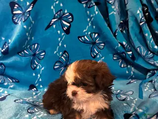 Shih Tzu dogs Shih Tzu Puppy 1 - Ad 24