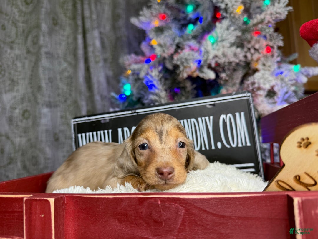 Miniature Dachshund dogs for sale: Bright blue eye - Ad 14