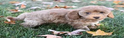 Bichpoo dogs for sale: Candy - Ad 4
