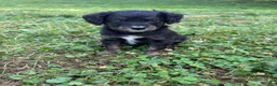 Mini Bernedoodle dogs for sale: Haymitch - Ad 5